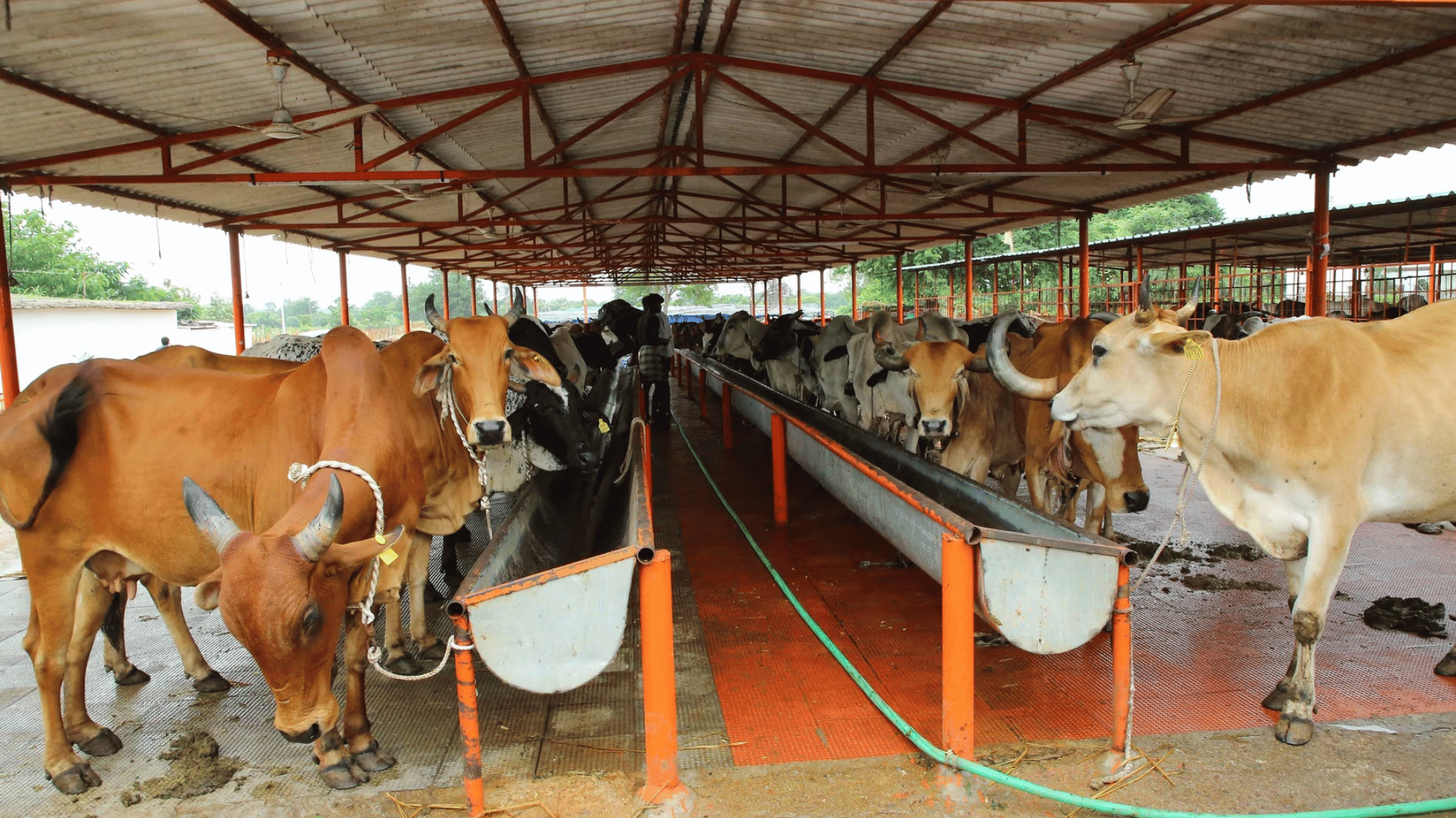 Cow Adoption Program